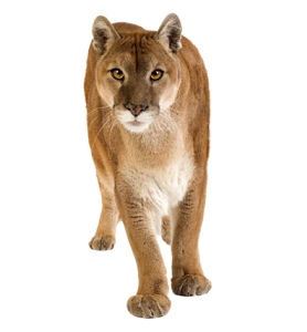 Puma americká - Wikipedia
