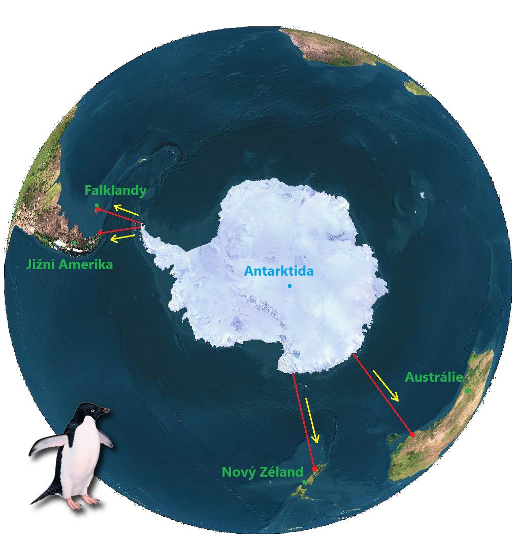 Migrace tučňáka kroužkového