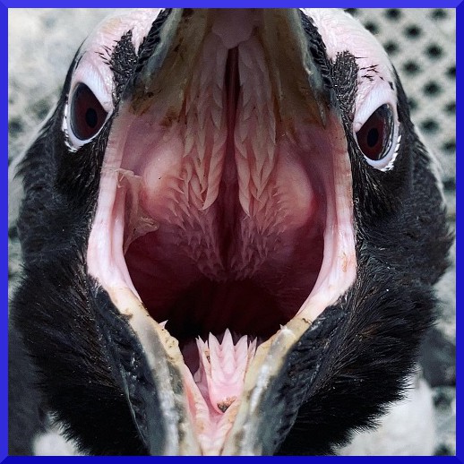 Tučňák s otevřeným zobákem