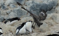 Tučňáci kroužkoví při obraně 
