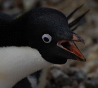Tučňák kroužkový a hrozba pohledem