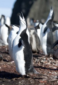 1_1204254540_mating-call---chinstrap-penguin.jpg