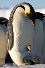 penguin-and-baby.jpg