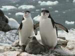 chinstrap_penguin_parents_and_chicks_antarctica.jpg