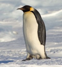 Tučňák císařský