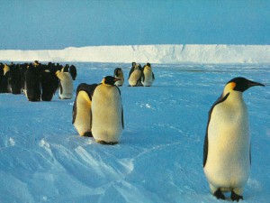 Pochod tučňáků císařských