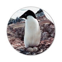 Tučňák kroužkový a vajíčka