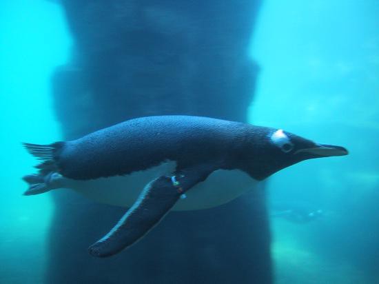 Tučňák oslí ve vodě