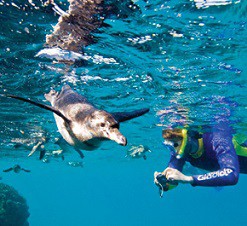 Tučňák ve vodě