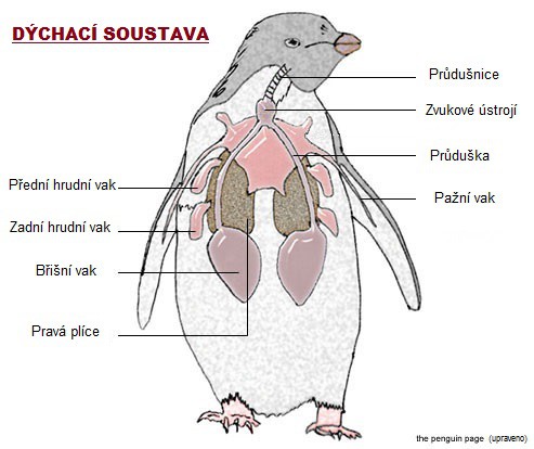 Dýchací soustava