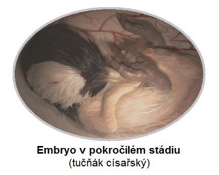 Embryo v pokročilém stádiu