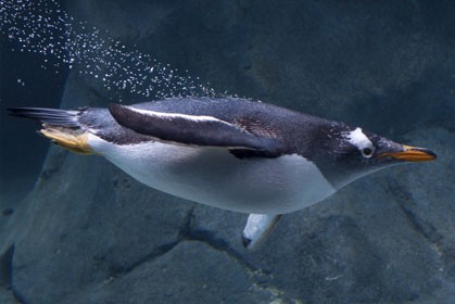 Tučňák oslí pod vodou