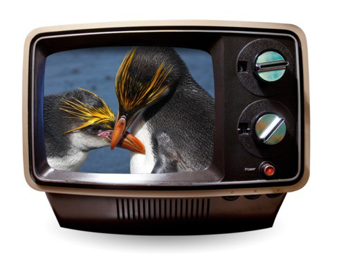 Tučňáci v TV